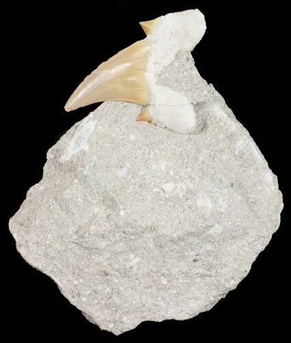 Otodus Shark Tooth Fossil In Rock - Eocene #56423